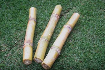 サトウキビの苗 3セット 600円
